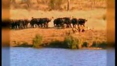 Baby buffalo attacked