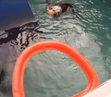 Sea Otter Dunks