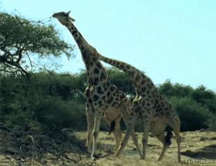 How Giraffes Fight