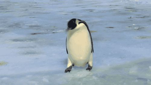 Penguin fail