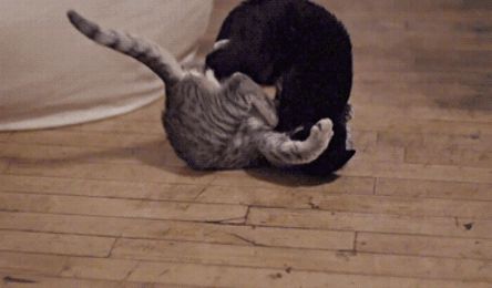 Cat fight technique