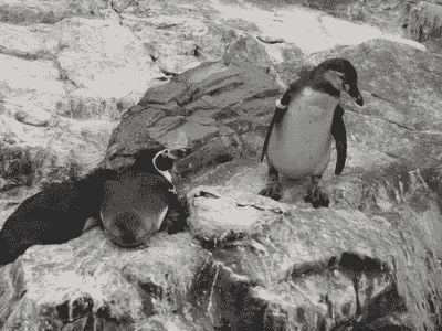 Dick penguin