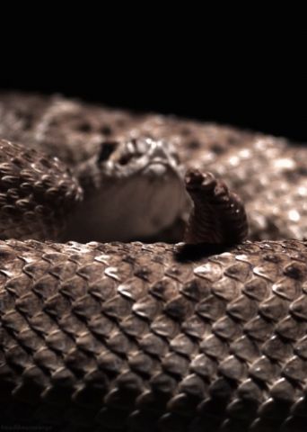 A western diamondback rattlesnake