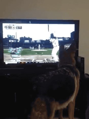 Dog attacks TV for baseball