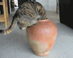 Fat cat in a pot