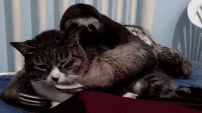 Sloth loves cuddling with a cat