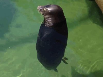 Seal in meditation