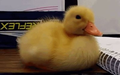 Baby duck fights with sleep