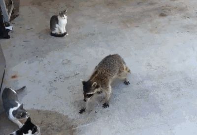 Raccoon stealing cat food