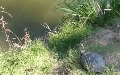 Epic turtle jump