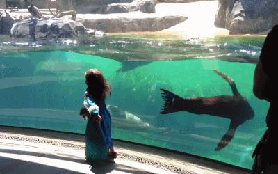 Sea lion worried about little girl