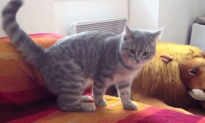 Cat does a funny ninja trick