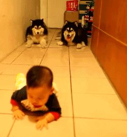 Dogs imitate crawling baby