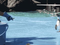 Slipping penguin