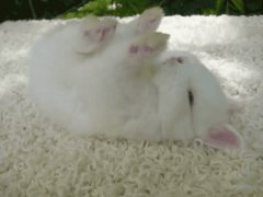 Rabbit sleep