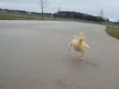 Duck chase