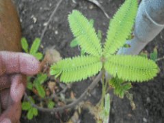Sensitive plant