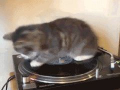 DJ Kitten