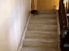 Turtle on the stairs