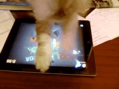 Cat plays fruit ninja on ipad
