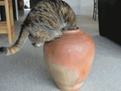 Fat cat in a pot