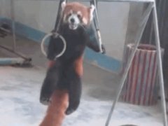 Red panda lift ups