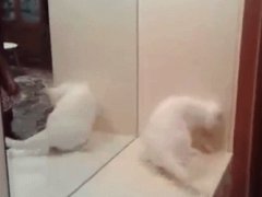 Angry cat vs mirror