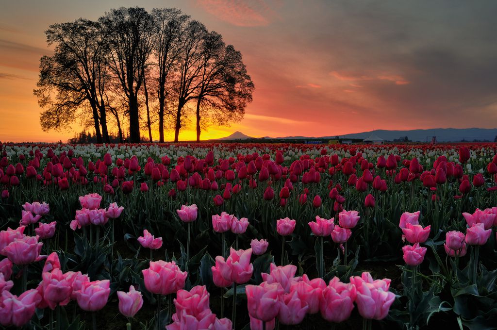 Bright Pink Beautiful Tulips