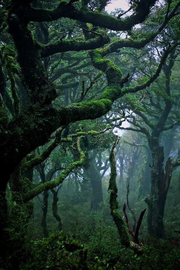 Subtropical rain-forest in Waikaremoana, New Zealand