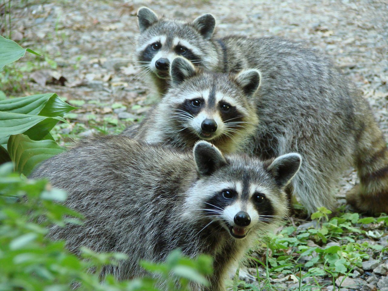 The Three Raccoon On A Hot Afternoon