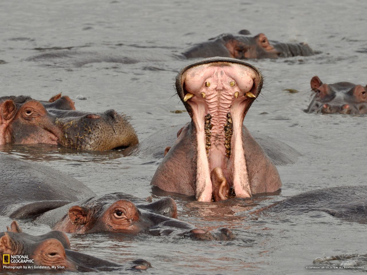 Hippos, Tanzania