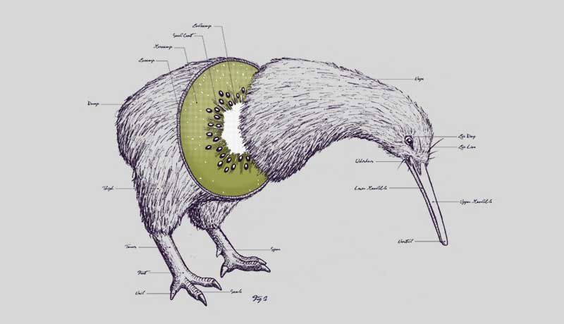 ‘<strong>Kiwi Anatomy</strong>’ by <a href=