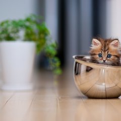 Bowl cat
