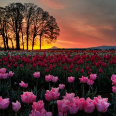 Bright Pink Beautiful Tulips