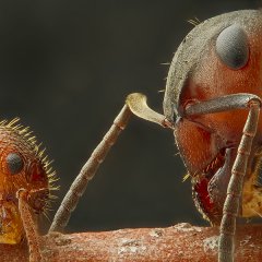 Two ants of different genus meeting on a twig