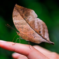 Leaf-butterfly on the hand