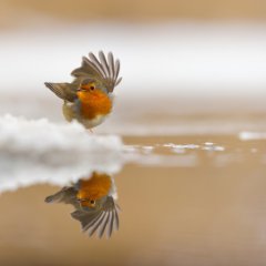 Dancing Robin in the snow