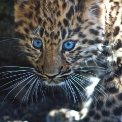 Female Amur Leopard Cub