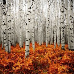 Getting Lost In An Aspen Forest