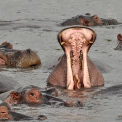 Hippos, Tanzania
