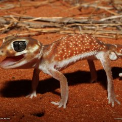 Knob-Tailed Gecko