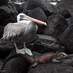 Pelican and Iguana, Galápagos