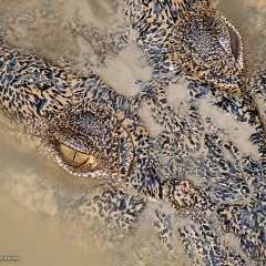 Crocodile, Australia