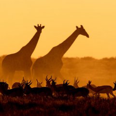 Giraffes and Gazelles, Namibia