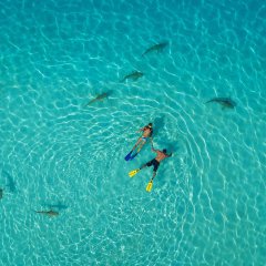 Snorkelers and Sharks, French Polynesia