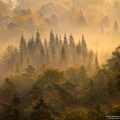 Morning Forest, Germany