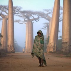 Girl and Baobabs, Madagascar