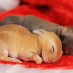Sleeping Bunnies