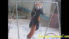 Red panda playing lift ups
