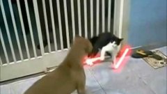 Jedi Cat Battles Dogs
